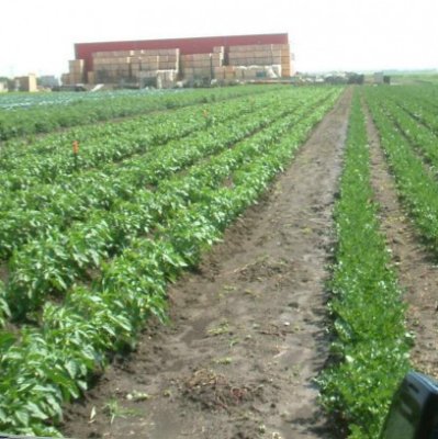 Dragnea vrea să convingă chinezii să investească în agricultura românească